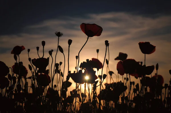 Beautiful Red Poppies Field — Stock Photo, Image