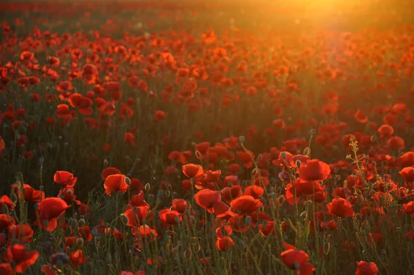 Beautiful Red Poppies Field — Stock Photo, Image