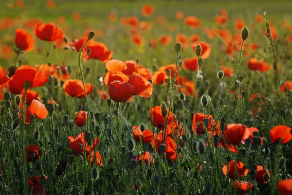 Beautiful Red Poppies Field — Stock Photo, Image