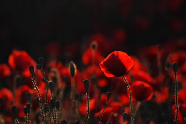 Красиві Червоні Маки Полі — стокове фото