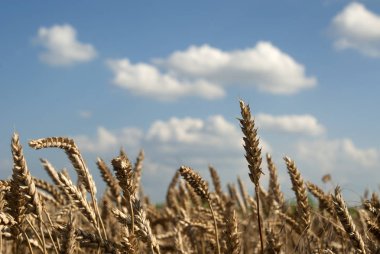 Yazın mavi gökyüzünün arka planında altın buğday tarlası