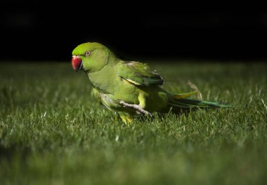 Sarı gözlü yeşil papağan.