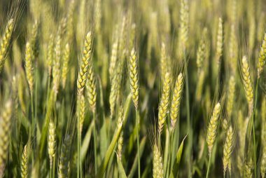 Yazın buğday tarlası