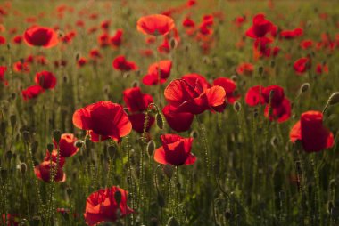 Kırmızı gelincikler tarlası