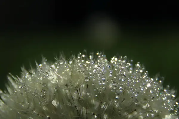 dandelion with water drops on black background