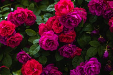 Bahçedeki çiçek açan gül çalıları. Gül çalılarının arka planı