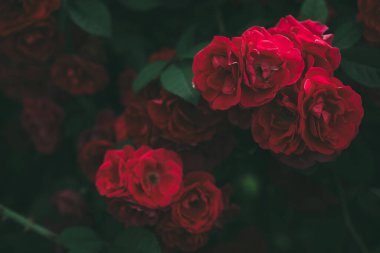 Güllerin çarpıcı tonu. Gül çalılarının arka planı