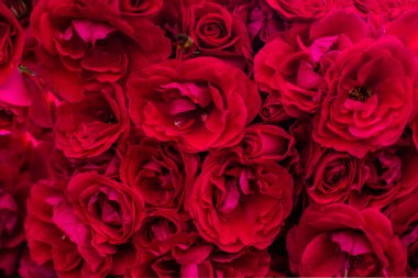 Bahçedeki çiçek açan gül çalıları. Gül çalılarının arka planı