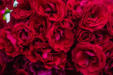 Bahçedeki çiçek açan gül çalıları. Gül çalılarının arka planı