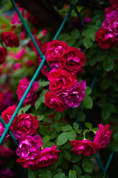 Kwitnące Krzewy Róż Ogrodzie Tło Krzewów Róży — Zdjęcie stockowe