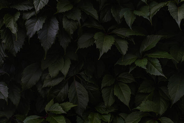 Green leaves natural background, bright green leaves of wild grape