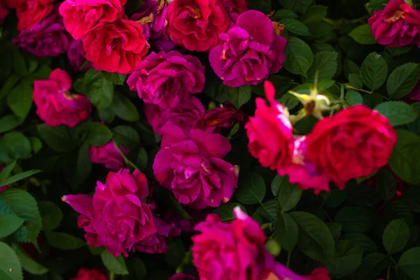 Cespugli Fioriti Rose Nel Giardino Sfondo Cespugli Rose Foto Stock