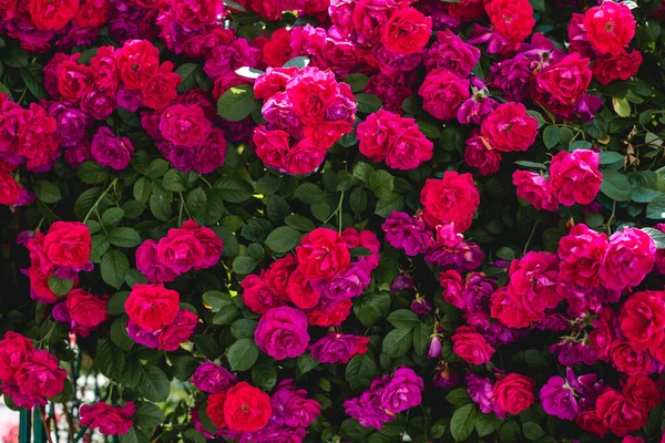 Cespugli Fioriti Rose Nel Giardino Sfondo Cespugli Rose Foto Stock Royalty Free