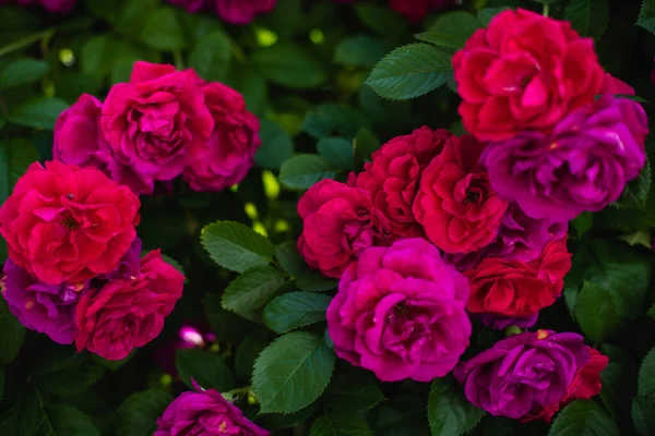 Cespugli Fioriti Rose Nel Giardino Sfondo Cespugli Rose Immagini Stock Royalty Free