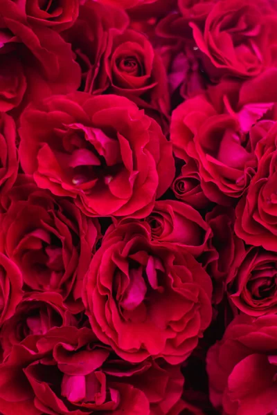 Cespugli Fioriti Rose Nel Giardino Sfondo Cespugli Rose Immagine Stock
