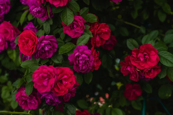 Cespugli Fioriti Rose Nel Giardino Sfondo Cespugli Rose Foto Stock