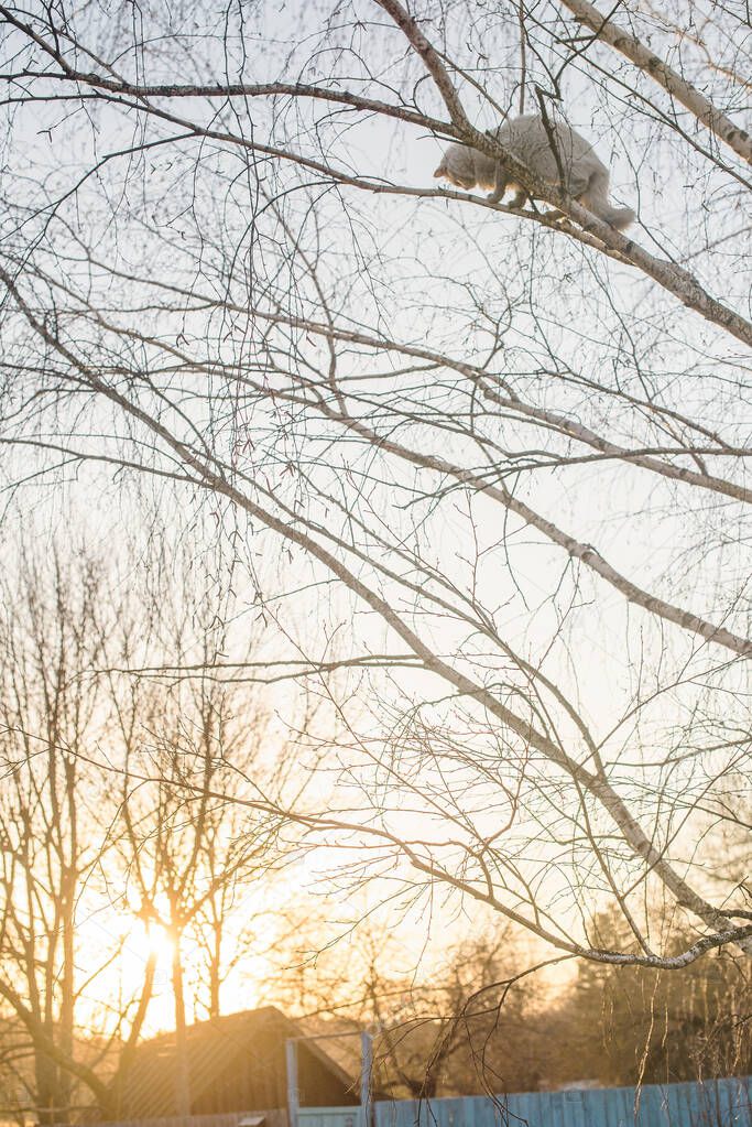 cat on a tree at sunset