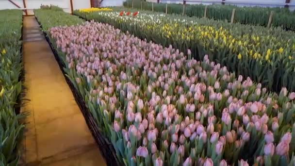 Per coltivare tulipani in serra, impresa agricola, campo, piccola impresa, 8 marzo, inverno, febbraio, marzo, primavera , — Video Stock