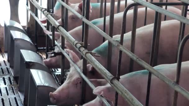 Pigs in the pig farm. — Stock Video