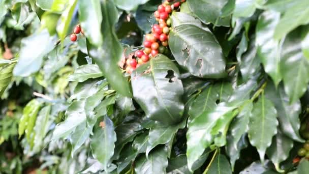 Bayas de café en plantación de caffee . — Vídeos de Stock