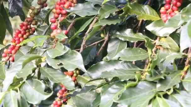 Кавові ягоди на кавовій плантації . — стокове відео