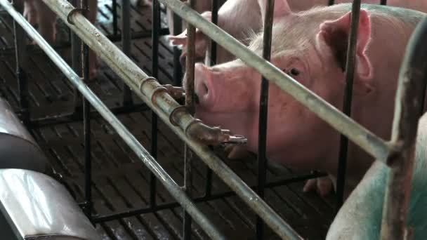 Cerdos en la granja porcina. — Vídeo de stock