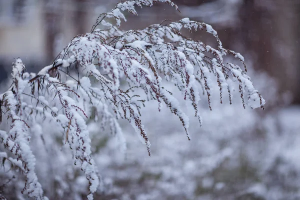 Wormwood Bush w śniegu — Zdjęcie stockowe