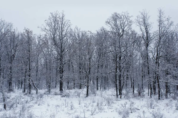 Зимний лес и снег — стоковое фото