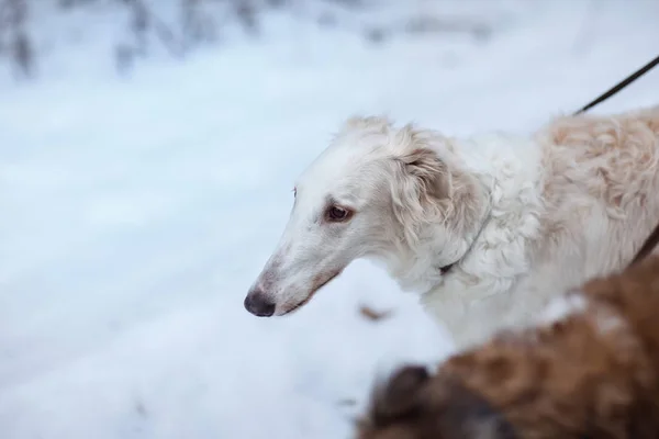 Beyaz Rus Greyhound köpek — Stok fotoğraf