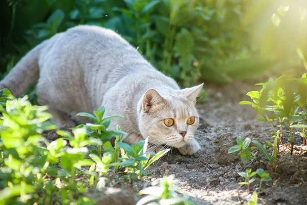 kedi otların arasında avcılık