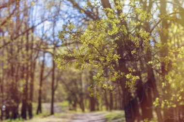 Bahar çiçekli orman