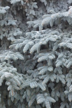 Hoarfrost ile kaplı çam dalları