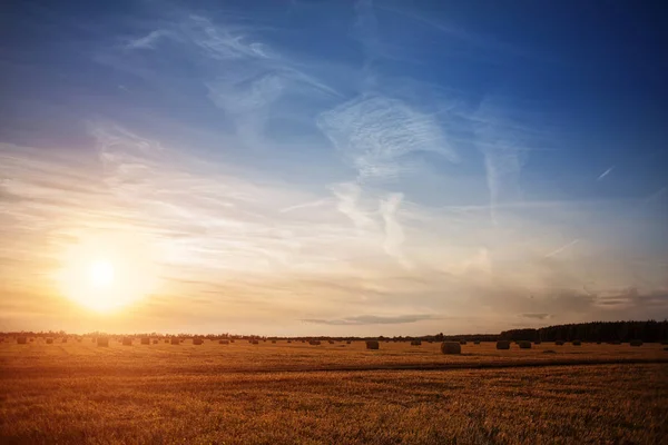 Sunset in the field — Stock Photo, Image