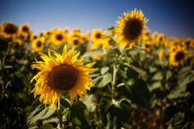 Ayçiçeği tarlası