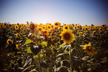 Ayçiçeği tarlası
