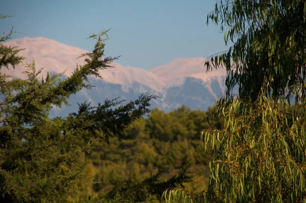 Ağaçlar ve dağlar — Stok fotoğraf