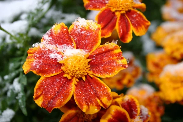 Erster Schnee. Blumen im Schnee — Stockfoto