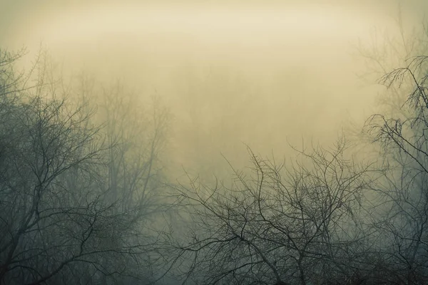 Brouillard et branches d'arbres — Photo