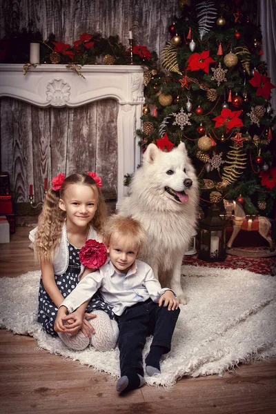 Hermano y hermana con un perro en el fondo de un árbol de Navidad — Foto de Stock