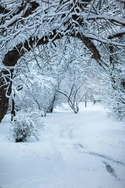 Winter park. Snow Day — Zdjęcie stockowe