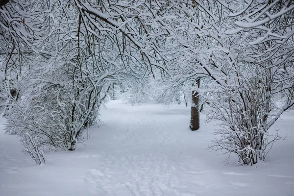 Зимний парк. День снега — стоковое фото