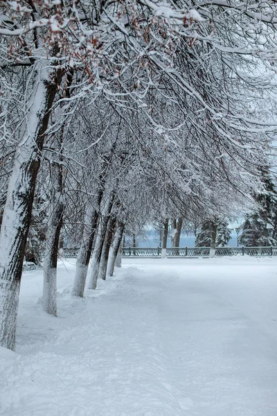 Winter park. Snow Day — Zdjęcie stockowe