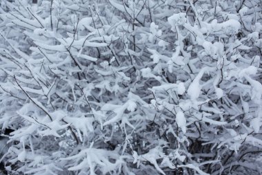 Karla kaplı ağaç dalları arka planı için