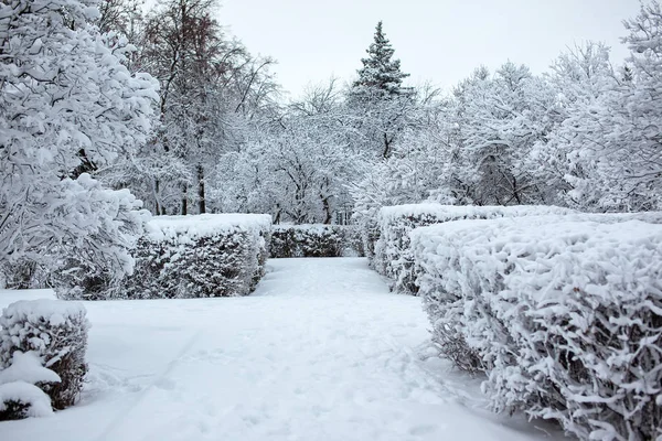 Winter park. Snow Day — Zdjęcie stockowe