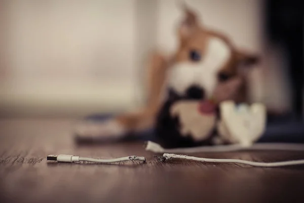 Cão rói fio USB — Fotografia de Stock