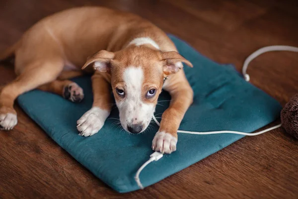 Köpek tel kemiren