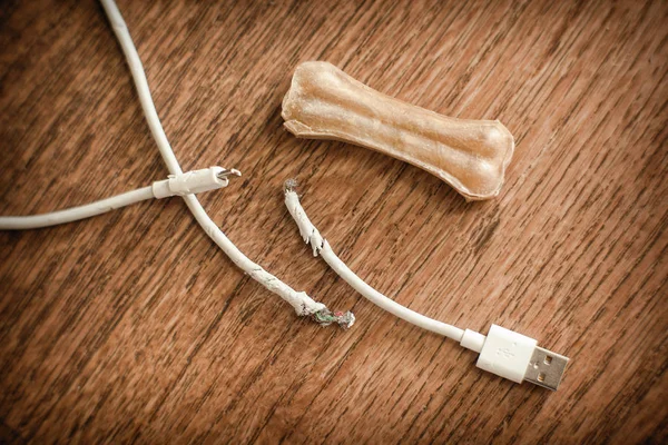 bitten by a dog USB wire