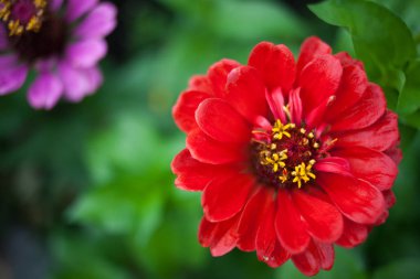 Kırmızı zinnia çiçeği