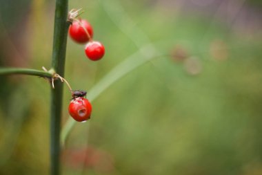 kırmızı dut bahçe içinde bir sinek