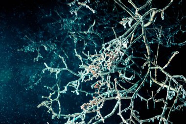 Geceleri donmuş dalları